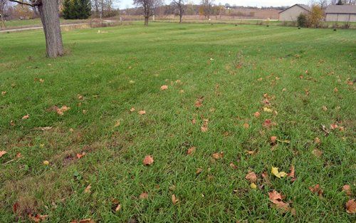 Yard - 1,540 sq. ft. Ranch Style Country Home on Nearly 3 Acres
